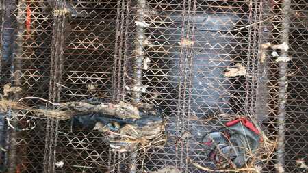 Overige 2018 Finlay 873 (20)