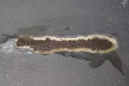 Rimorchi 2003 Van Eck 2 assen BPW AXLE- geen koeler (16)