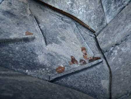 Pozostałe 2014 Gipo RC130FDR A MACHOIRE (25)