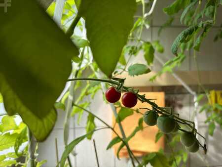 Mobilbaukran 2024 JMG MC 350S (7)